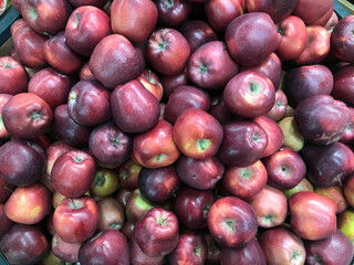 Red ripe and delicious apples. Apple harvest on the farm.