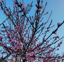 blossoming apricot tree against the blue sky