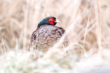 Bażant schowany w trawach zimową porą.