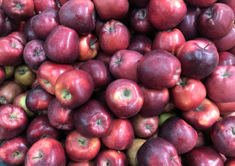 Red ripe and delicious apples. Apple harvest on the farm.