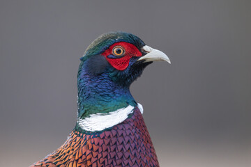 Portret bażanta © M