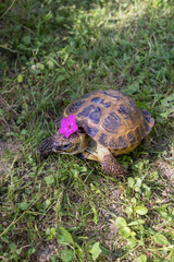 Turtle wearing flower hat sits in grass. World Turtle Day. Vertical