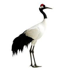 Obraz premium Cranes, white isolated background