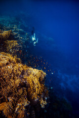 Nurkowanie przy rafie koralowej © Katarzyna