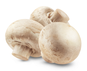 Three champignons isolated on white background.