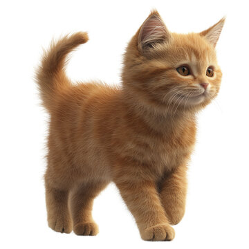 Cute orange kitten on a white background