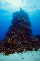 C:\DCIM\10Nurkowanie przy rafie koralowej0GOPRO\G0311102.GPR © Katarzyna