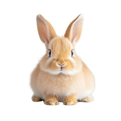 Obraz premium Cute rabbit on a white isolated background