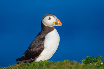 Beautiful Atlantic puffin bird or common puffin living on coastline during the breeding season on summer at Shetlands island.