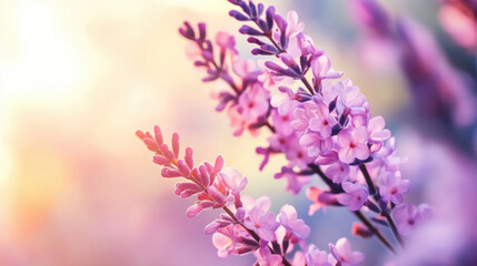 Fototapeta premium Soft lavender flowers bathed in warm golden sunlight create dreamy and calming atmosphere. delicate petals fade into pastel pink hues, evoking sense of serenity and natural beauty