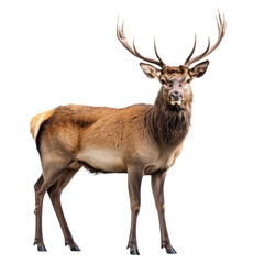 Fototapeta premium Deer, white isolate background