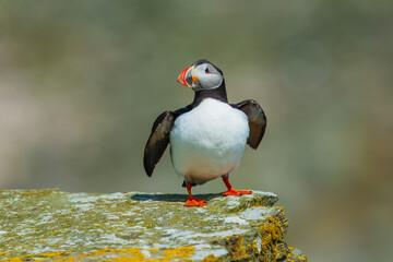 Beautiful Atlantic puffin bird or common puffin living on coastline during the breeding season on summer at Shetlands island.