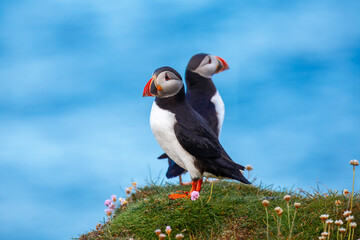 Beautiful Atlantic puffin bird or common puffin living on coastline during the breeding season on...