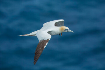 Northern gannets in various flying, diving, and flying positions, blue background, 