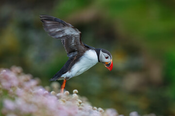 Adorable Atlantic puffin or fratercula arctica flying and catching eel in Atlantic ocean during summer