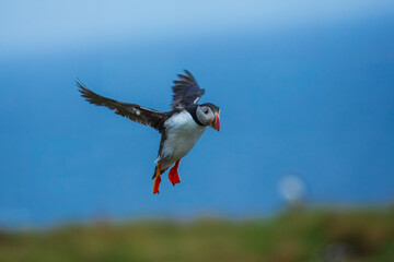 Adorable Atlantic puffin or fratercula arctica flying and catching eel in Atlantic ocean during summer