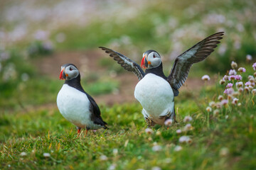 Beautiful Atlantic puffin bird or common puffin living on coastline during the breeding season on summer at Shetlands island.
