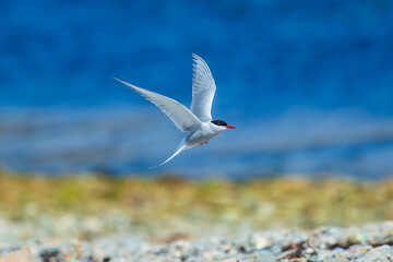 Arctic tern - Sterna paradisaea - with spread wings in flight at blue background. The Arctic tern is famous for its migration.