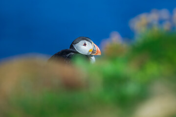 Beautiful Atlantic puffin bird or common puffin living on coastline during the breeding season on summer at Shetlands island.