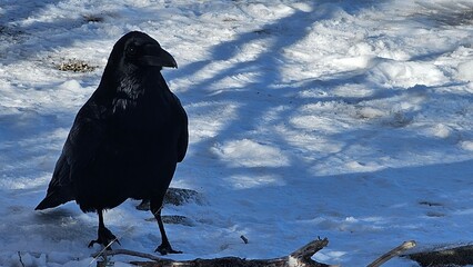 crow on the ground