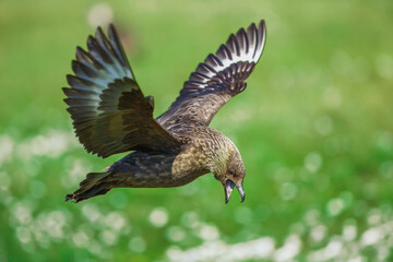 Close-up of a great skua (Stercorarius skua) calling out and displaying by stretching out wings, Noss, Shetland, UK.