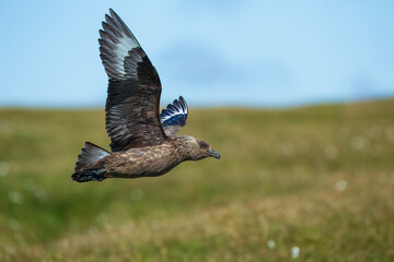Close-up of a great skua (Stercorarius skua) calling out and displaying by stretching out wings,...