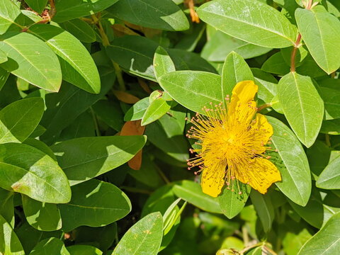 Close up of a Rose of Sharon (hypericum calycinum) flower in bloom