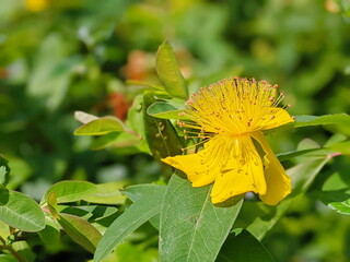 Close up of a Rose of Sharon (hypericum calycinum) flower in bloom