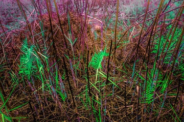 Fototapeta premium Infrared photography, a close-up shot of the forest floor, with a focus on the intricate network of thin, brown branches and stems, interspersed with vibrant green ferns