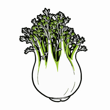 fennel bulb green leaves white background clip art preview