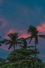 Fototapeta premium palm trees at sunset
