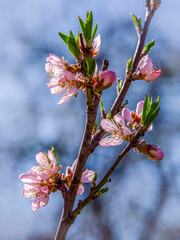 A blossoming peach branch in the garden, illuminated by the sun.
