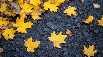 Yellow Maple Leaves Scattered On Dark Wet Ground