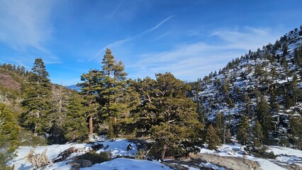 winter landscape with snow