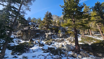 pine trees on a mountain lake