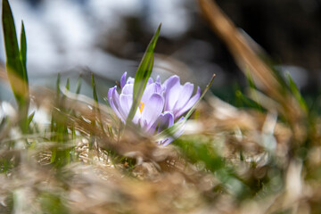 Crocus Flowers
