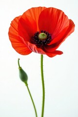Obraz premium Vibrant red poppy, delicate petals, white background, single flower, blossom, symbol
