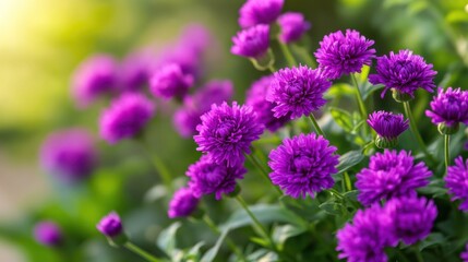 Obraz premium Vibrant purple flowers blooming in a lush garden, showcasing nature's beauty.