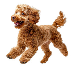 Fototapeta premium Happy dog running, white isolate background