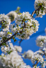 Cherry blossoms against a blue sky in a garden illuminated by the sun.