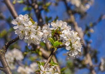 Cherry branch blooming against blue sky in the garden, illuminated by the sun.