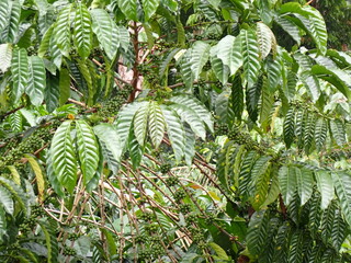 Coffee bushes in Sao Tome