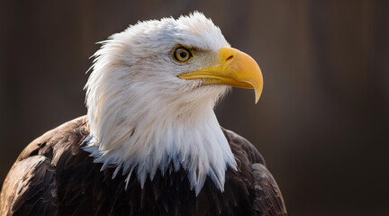 Fototapeta premium bald eagle