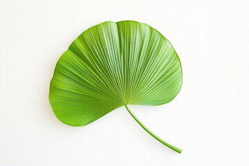 Single vibrant green tropical leaf on white