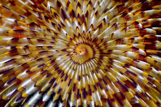 Detalle de Espir&oacute;grafo	