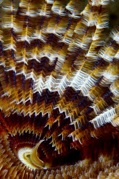 Detalle de plumas de Espir&oacute;grafo	
