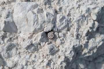 Tekstura z kamienia ze ślimakiem © Piotr
