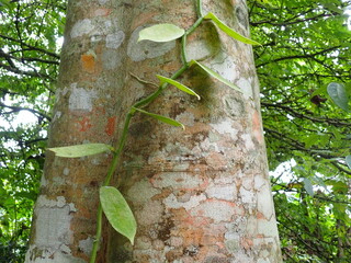 vanilla orchild growing up a tree