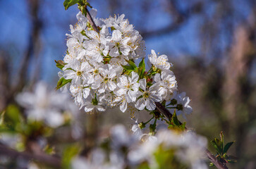 Blossoming cherry branch against blue sky in the garden, illuminated by the sun.