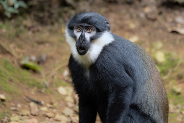 L'Hoest's Monkey